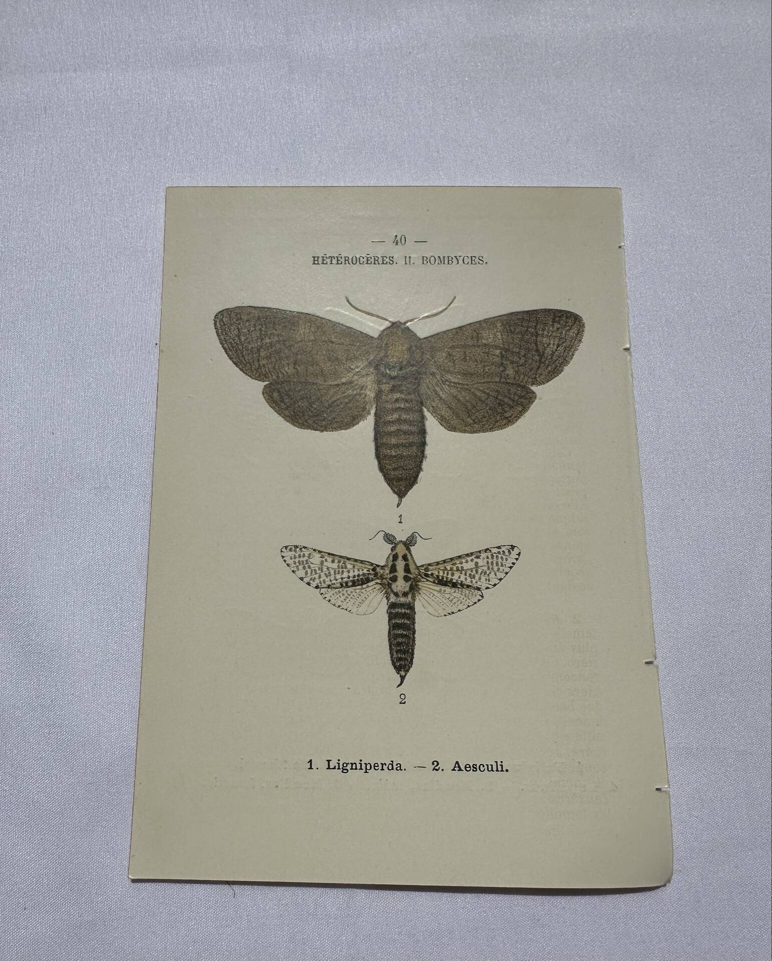 Naturalist engraving butterfly 19th century Botanical plate drawing art