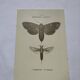 Naturalist engraving butterfly 19th century Botanical plate drawing art