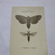Naturalist engraving butterfly 19th century Botanical plate drawing art