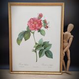 Lithograph Rosier Frankfurt