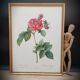 Lithograph Rosier Frankfurt