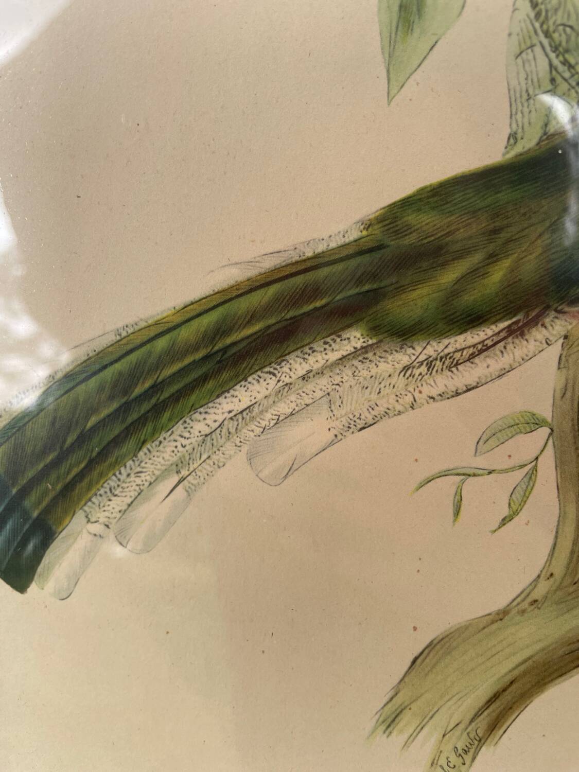 Golden wooden bird frame ornithological board