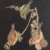 lithograph Rugulus Ignicapillus