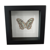 Frame Papillion Siproeta Stelenes 16 x 16