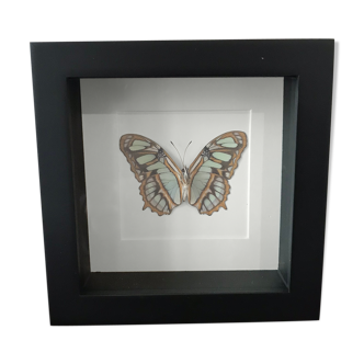 Frame Papillion Siproeta Stelenes 16 x 16