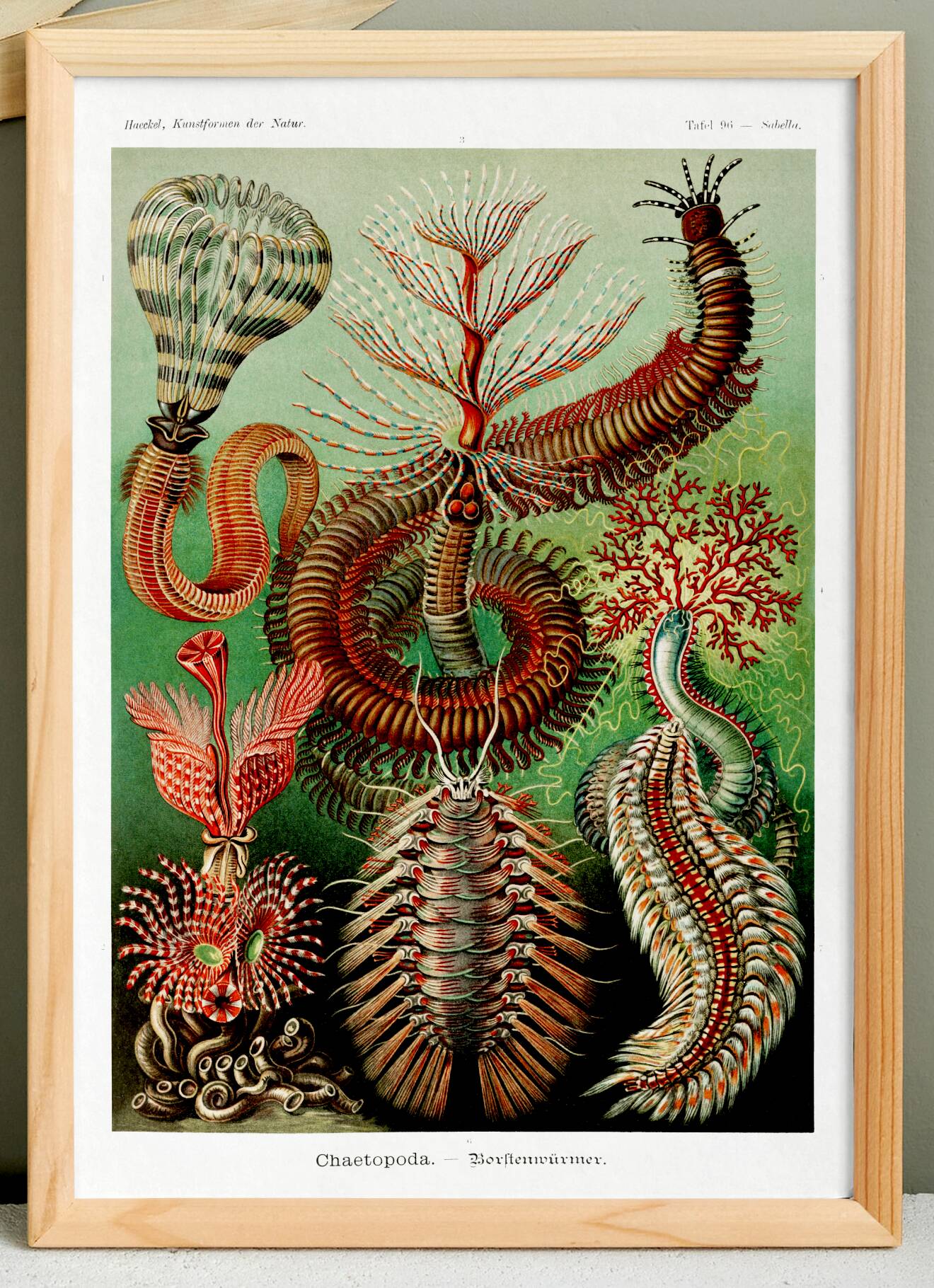 Poster about marine worms based on an old lithograph from 1904.