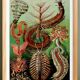 Poster about marine worms based on an old lithograph from 1904.