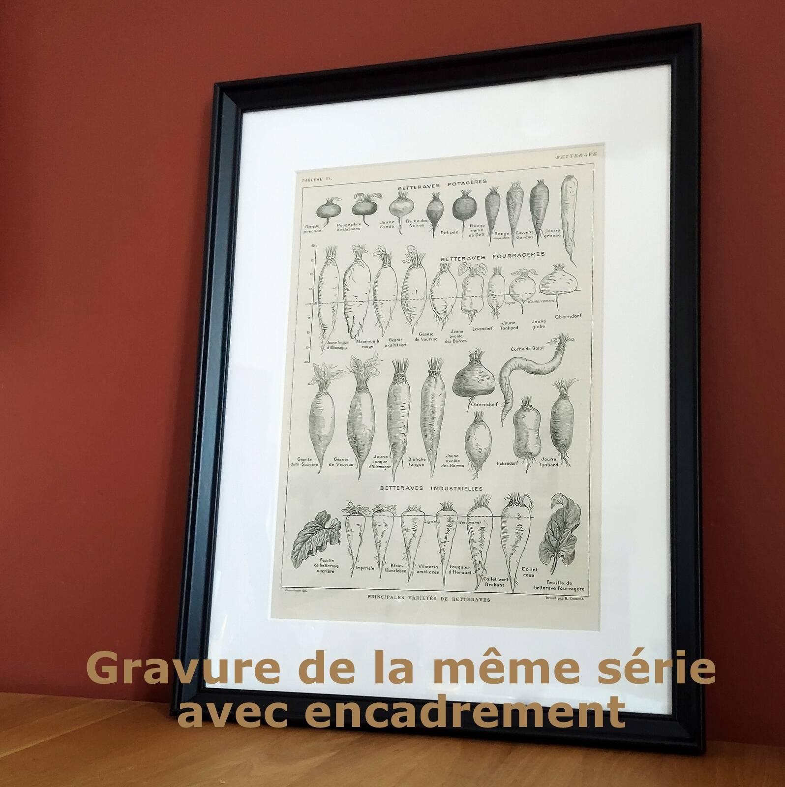 Original engraving from 1922 - Pig (2) - Old Pig board by AG Richard