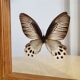 Cadre papillon marron