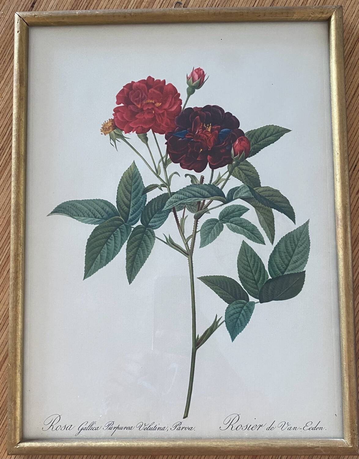 Botanical plate PJ Redouté lithograph Rosier Van Eeden