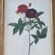 Botanical plate PJ Redouté lithograph Rosier Van Eeden