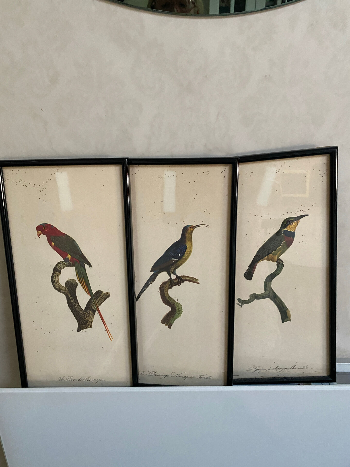 Vintage bird lithographs
