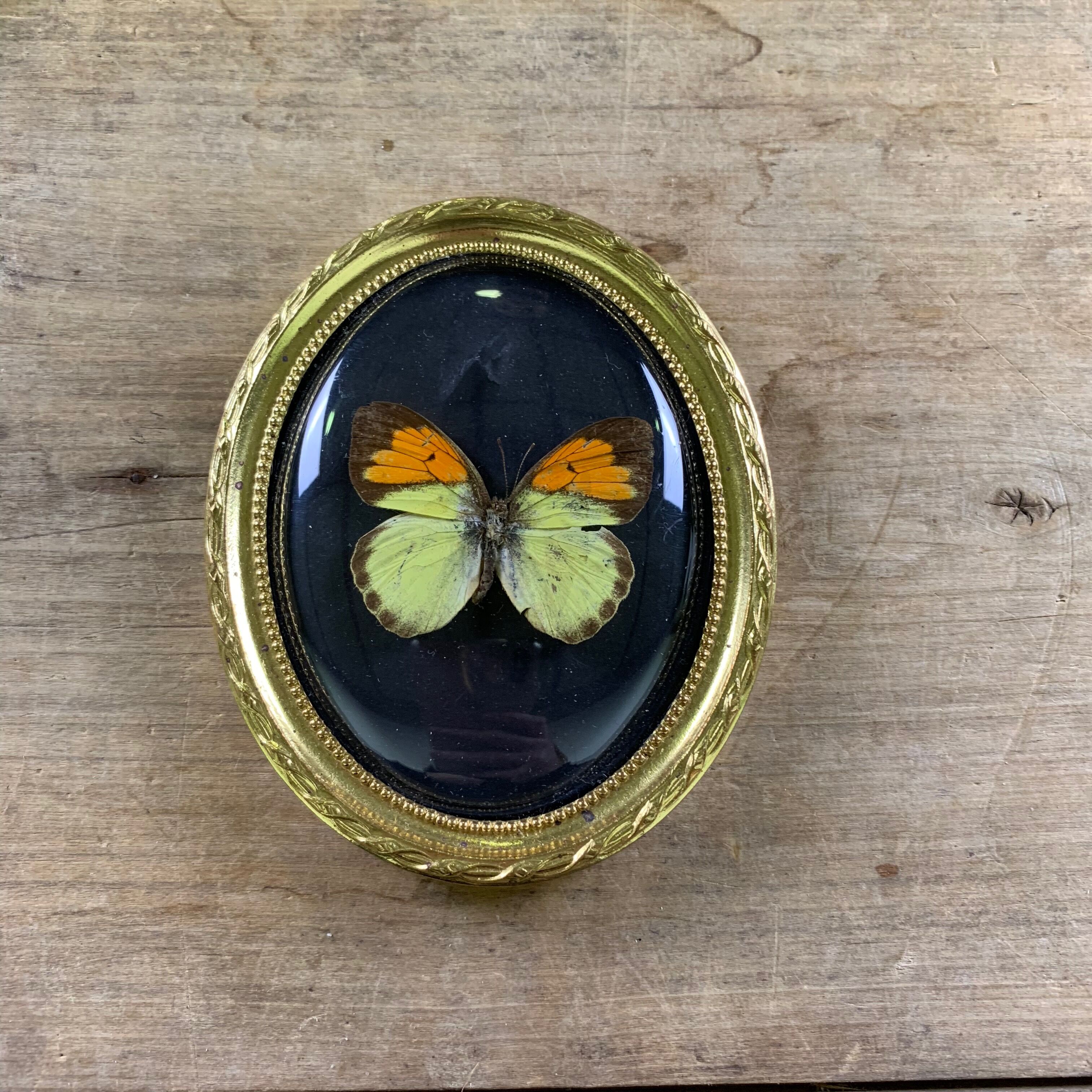 Butterfly under curved frame