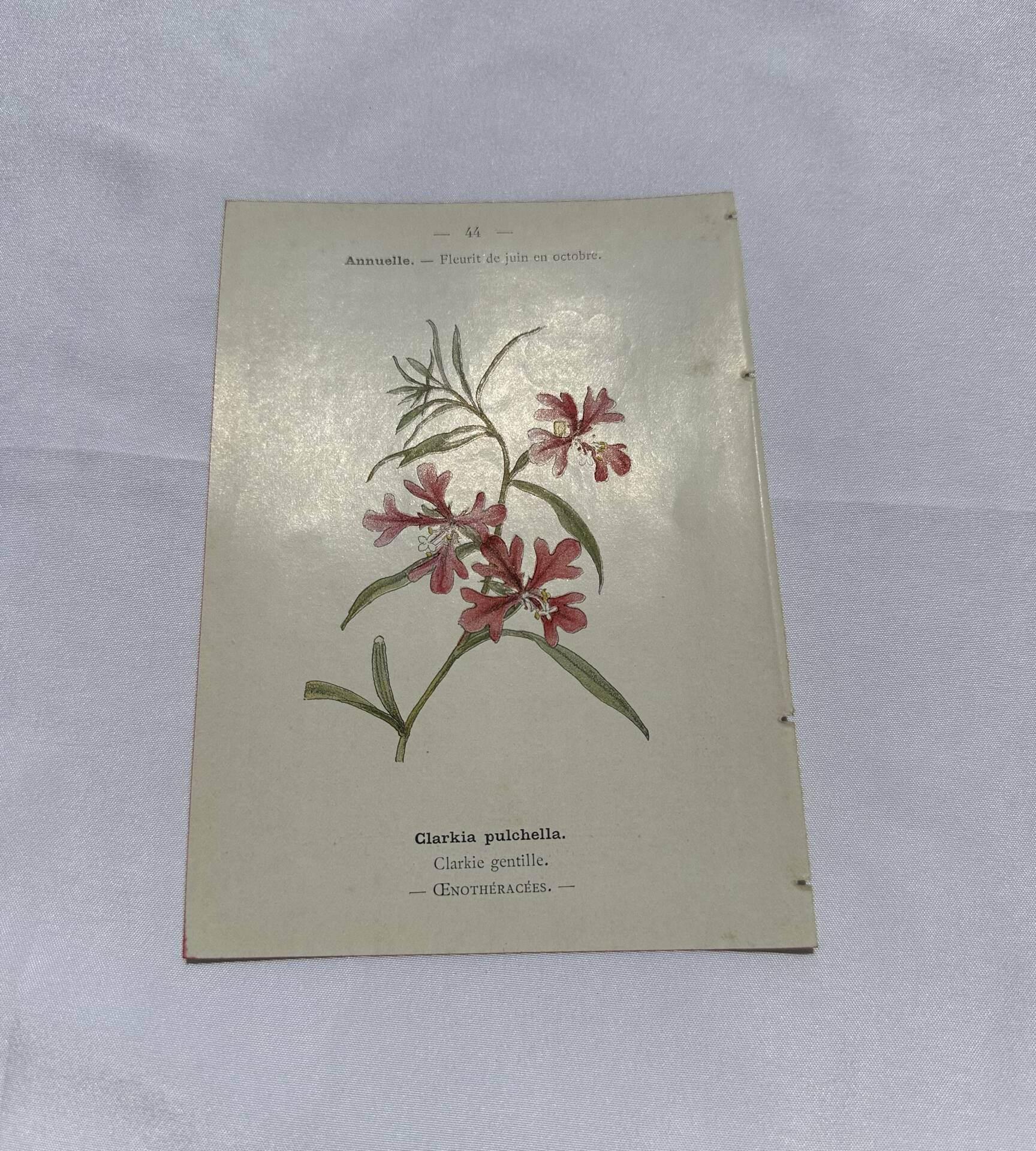 Old double-sided botanical engraving naturalist plate 1800