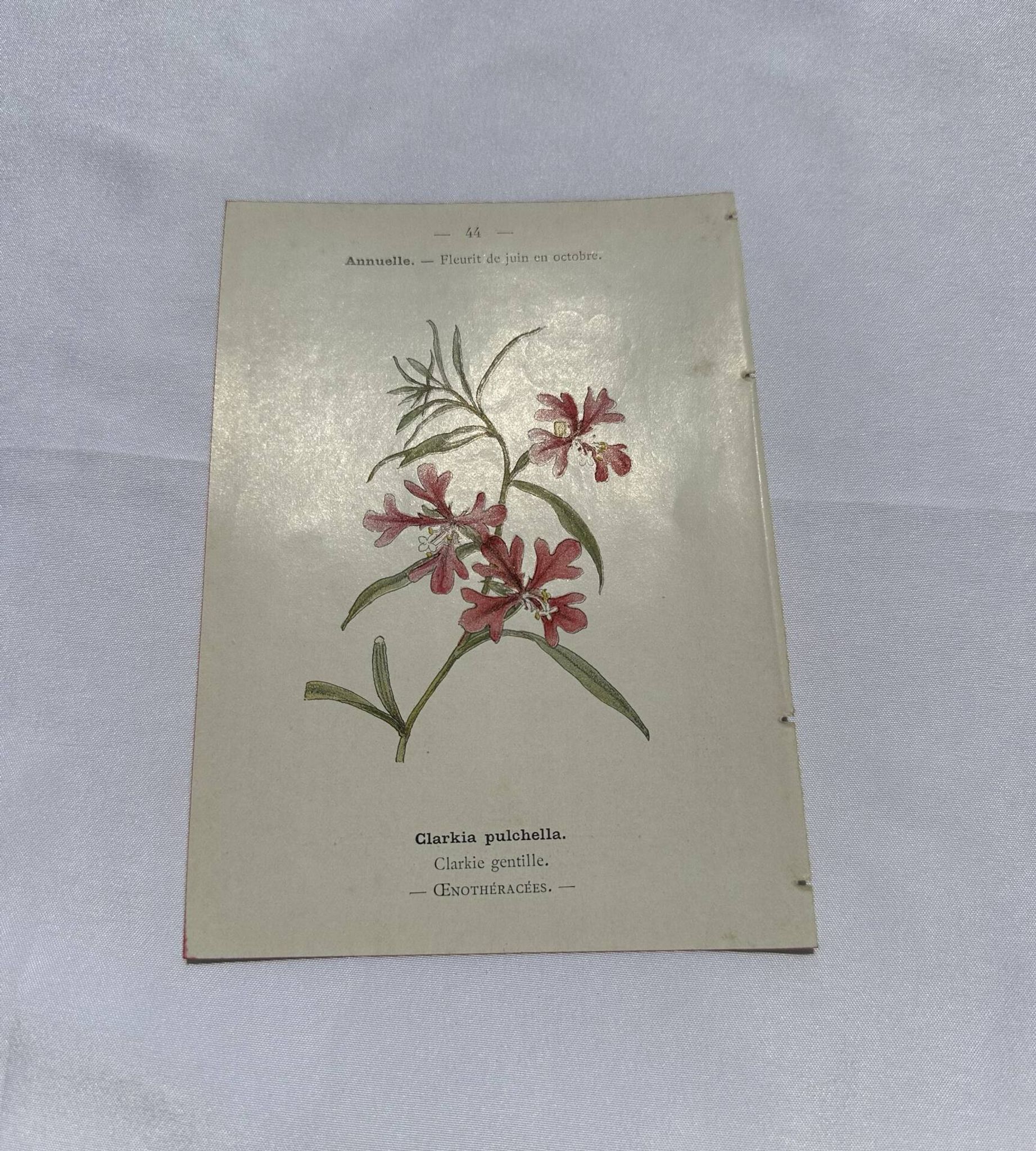 Gravure botanique ancienne double face planche naturaliste 1800