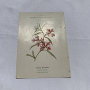 Gravure botanique ancienne double face planche naturaliste 1800