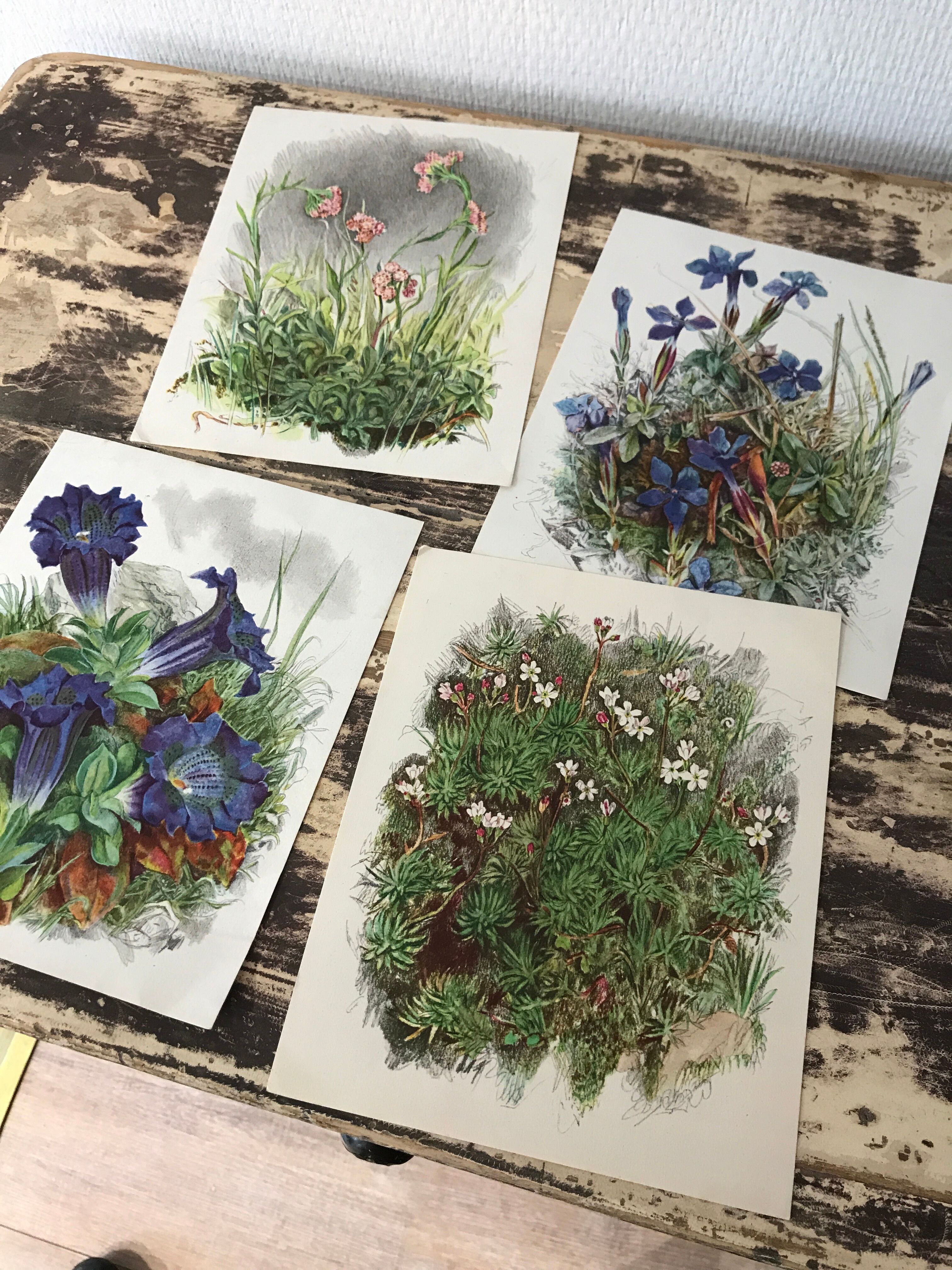 Ancient botanical illustration