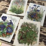 Ancient botanical illustration