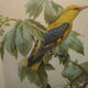 Gravure ornithologique