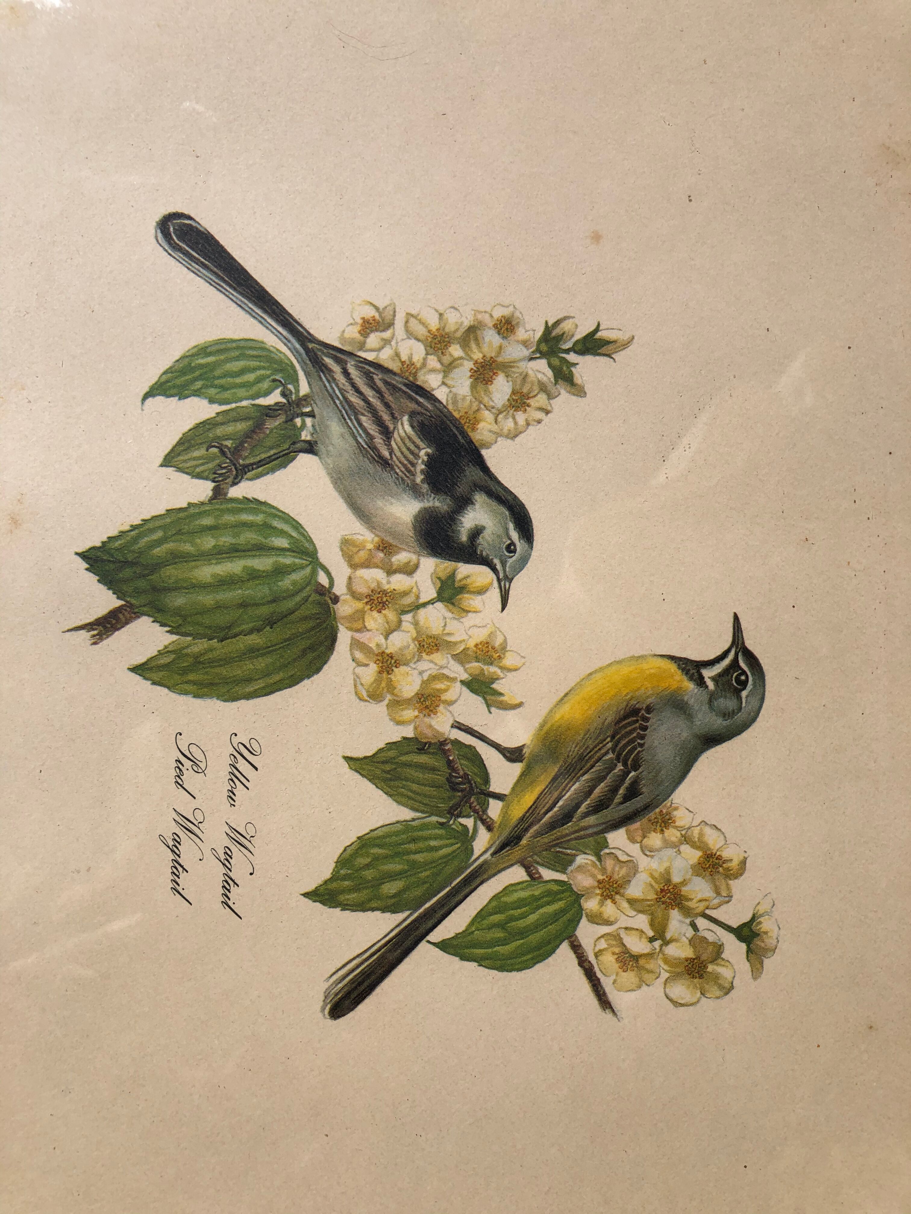 Engraving under glass two wagtail birds