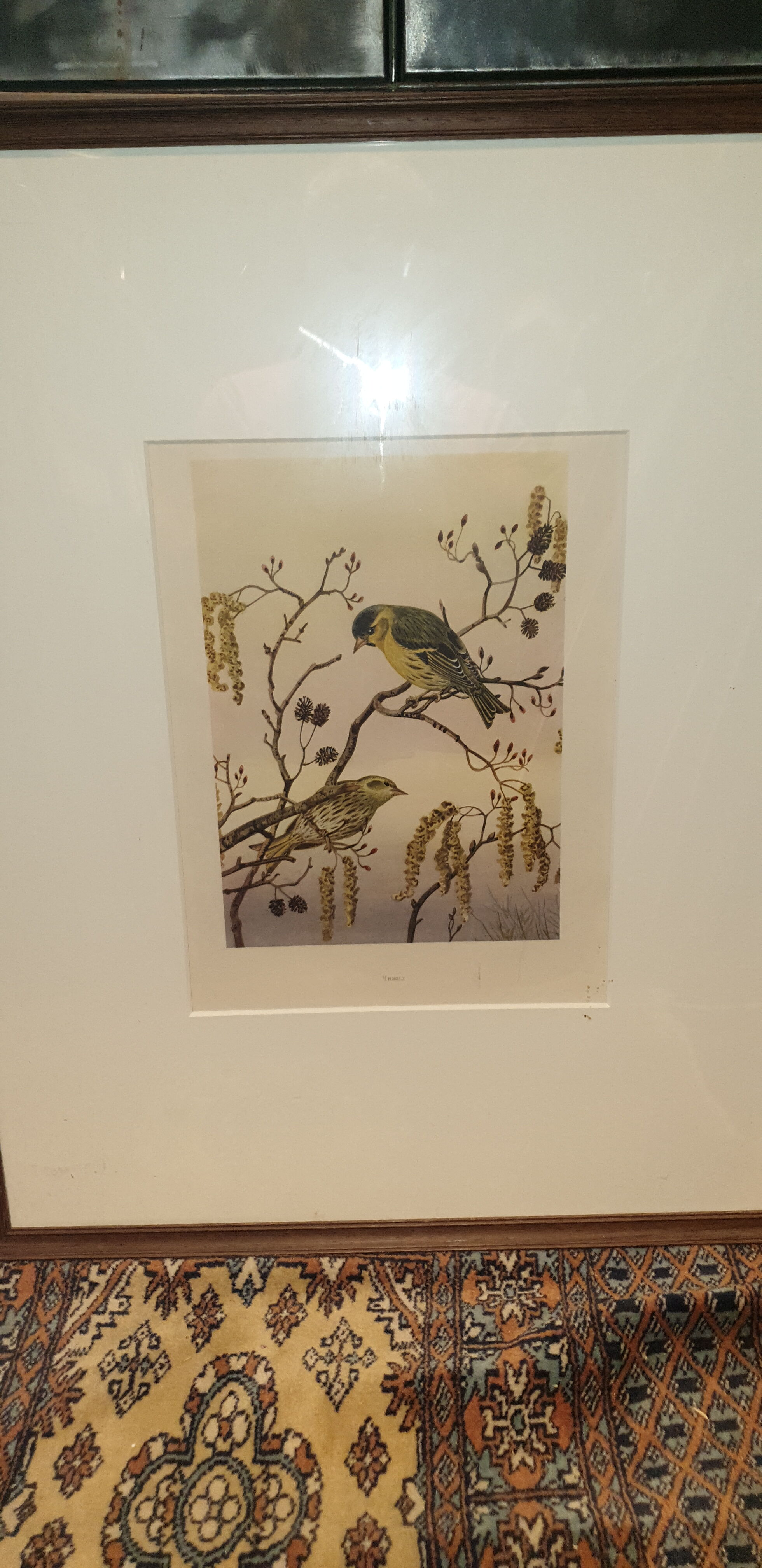 Ornithological engraving