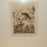 Ornithological engraving