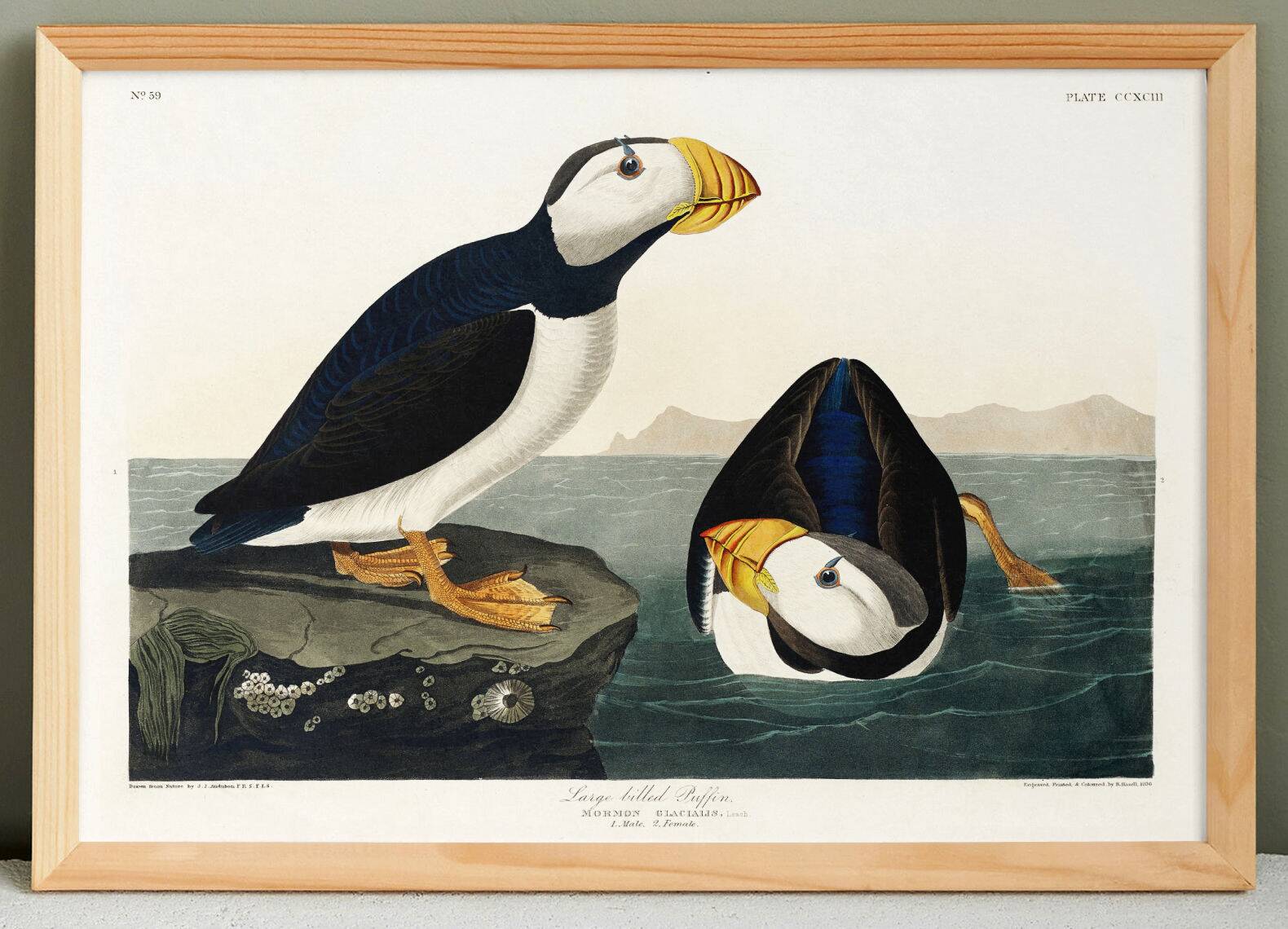 Poster about the Atlantic Puffin, based on an old engraving from 1827.