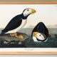 Poster about the Atlantic Puffin, based on an old engraving from 1827.