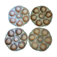 Set of 4 oyster plates Sarreguemines