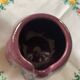 Slurry pot eggplant shape