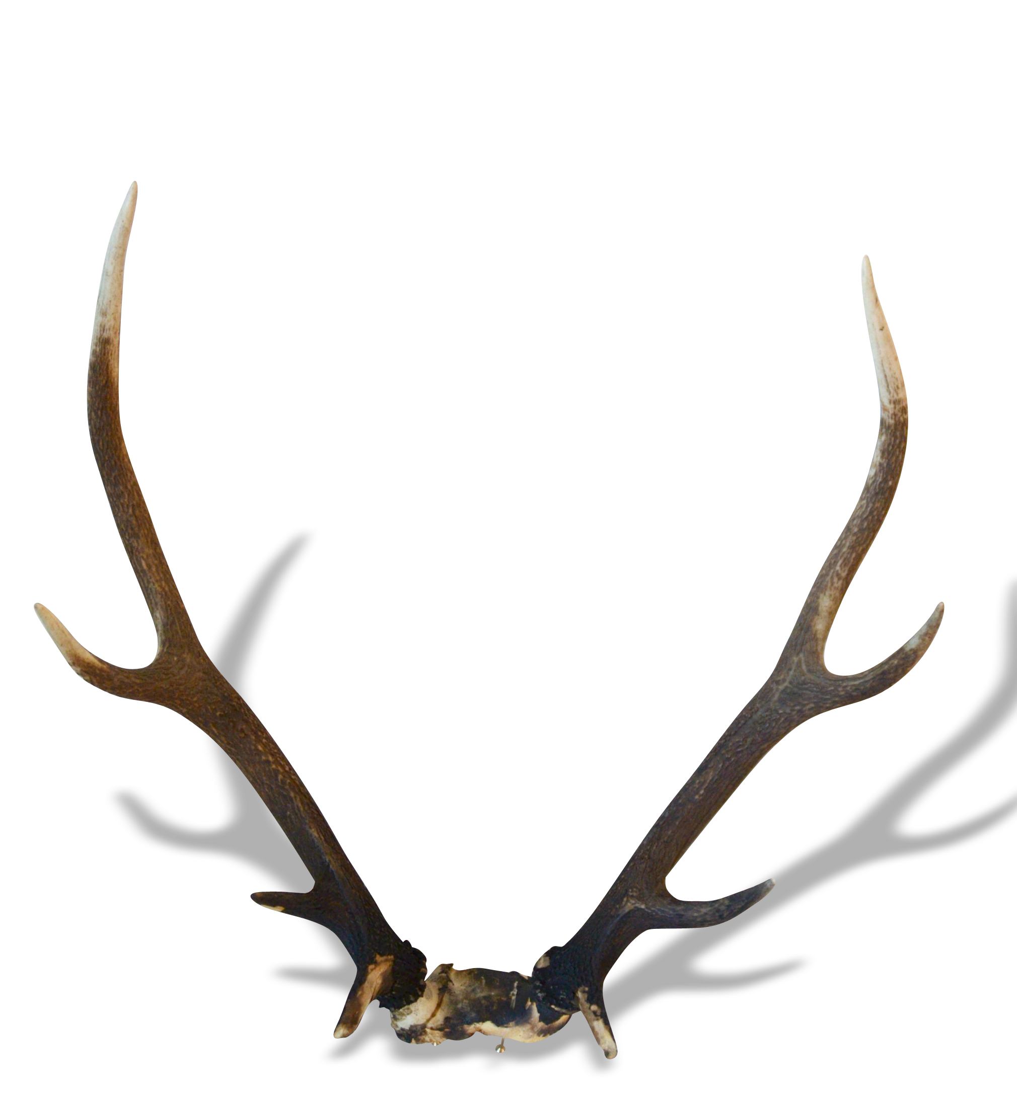 Trophee Cornes De Cerf Bois De Cerf Deer Selency