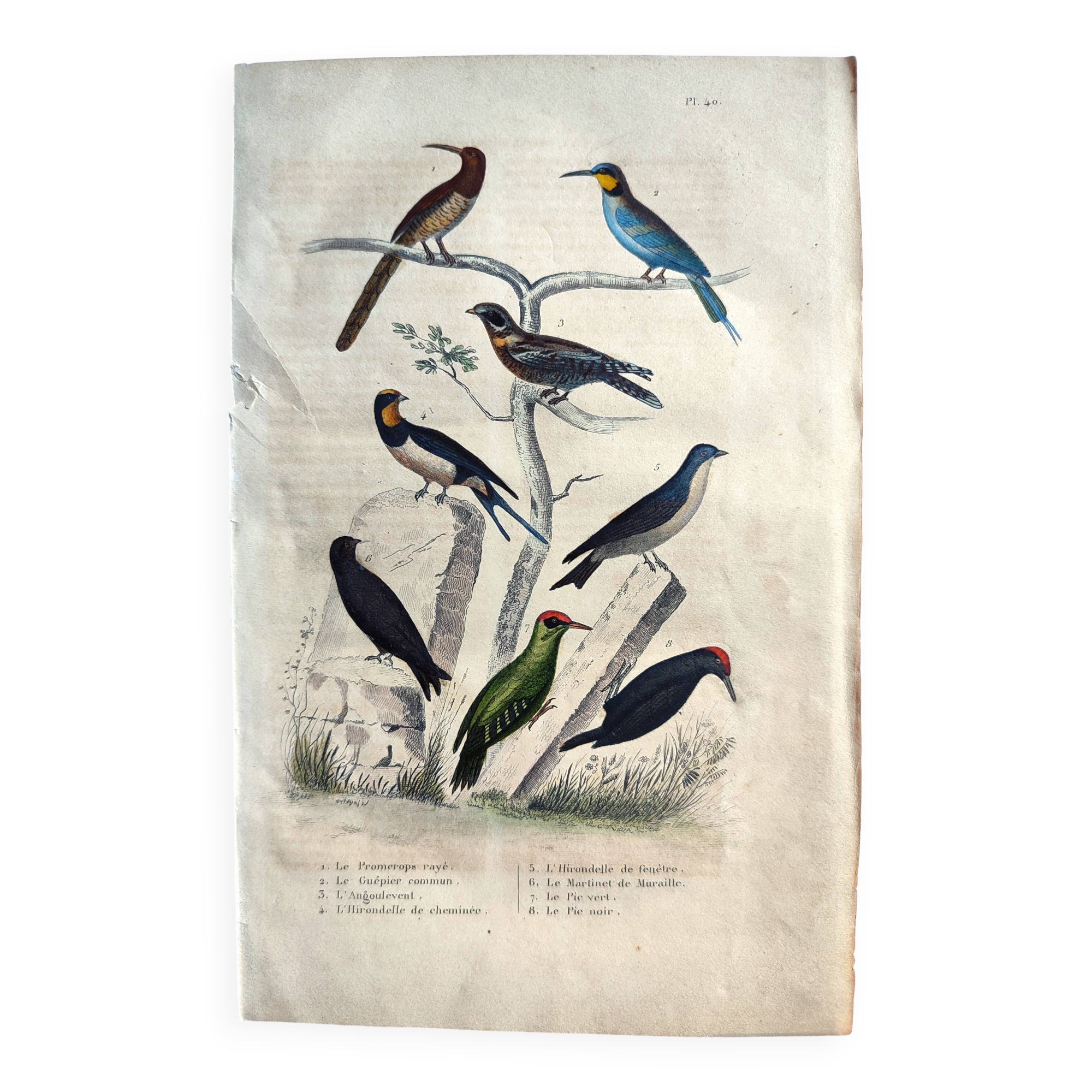 Original ornithological plate "Striped Promerops, Common Bee-eater, Buffon's Nightjar, 1838"