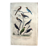 Planche ornithologique originale " Promerops rayé, Guépier commun, Angoulevent de Buffon, 1838