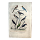 Original ornithological plate "Striped Promerops, Common Bee-eater, Buffon's Nightjar, 1838"