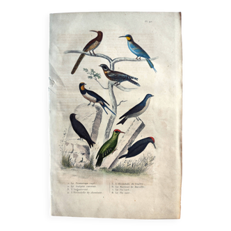 Original Ornithological Plate "Striped Promerops, Common Bee-eater, Angoulevent,... by Buffon 138