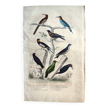 Planche ornithologique originale " Promerops rayé, Guépier commun, Angoulevent de Buffon, 1838