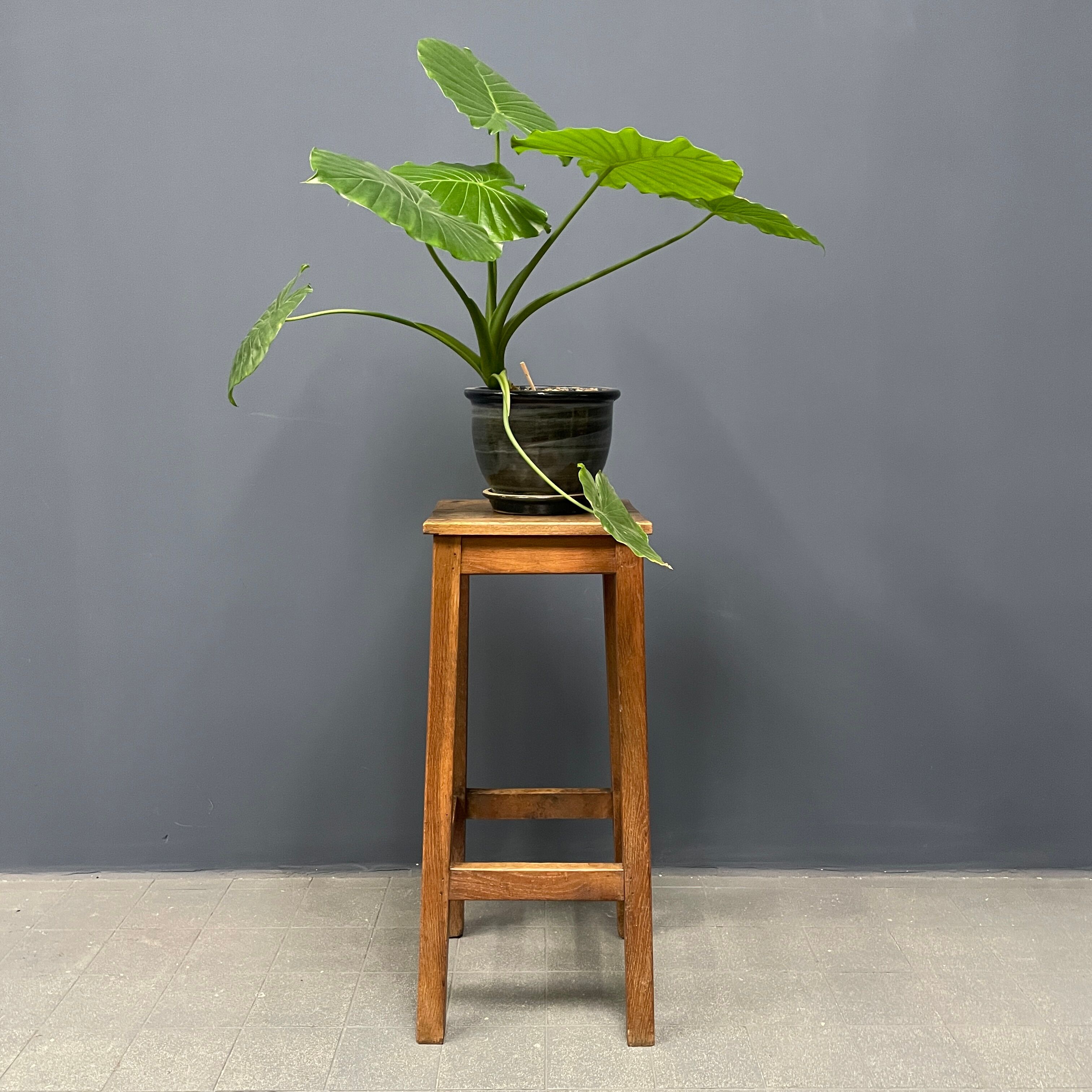 High oak stool from France
