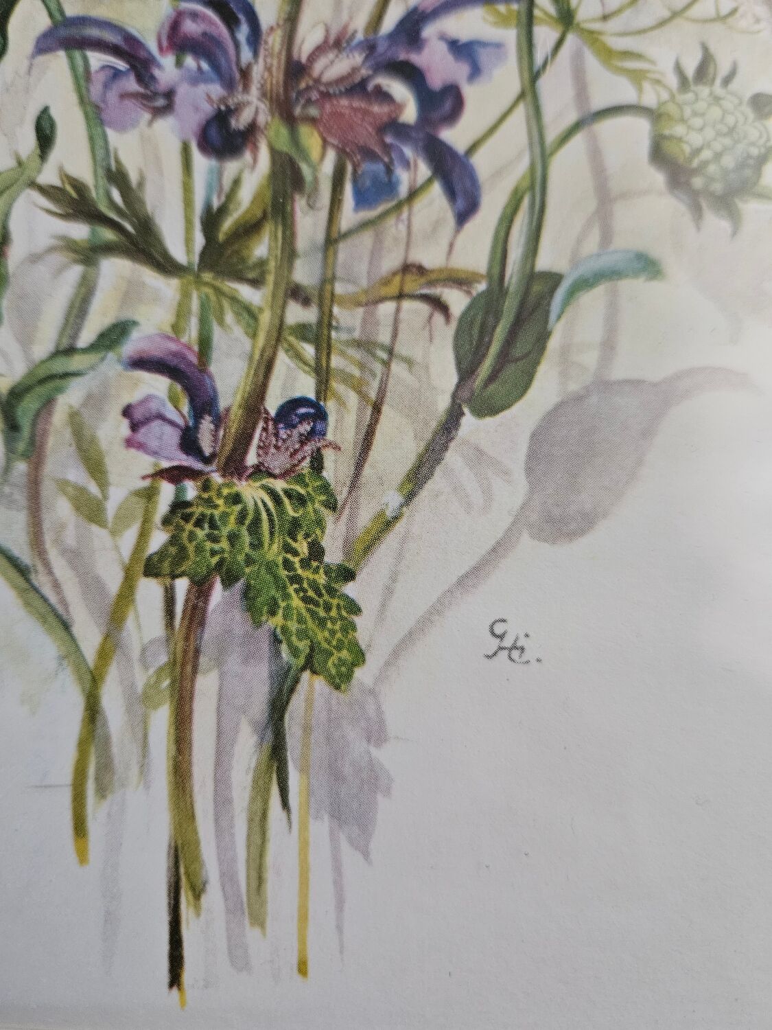 Lithographie bouquet de fleurs sauvages sous cadre doré