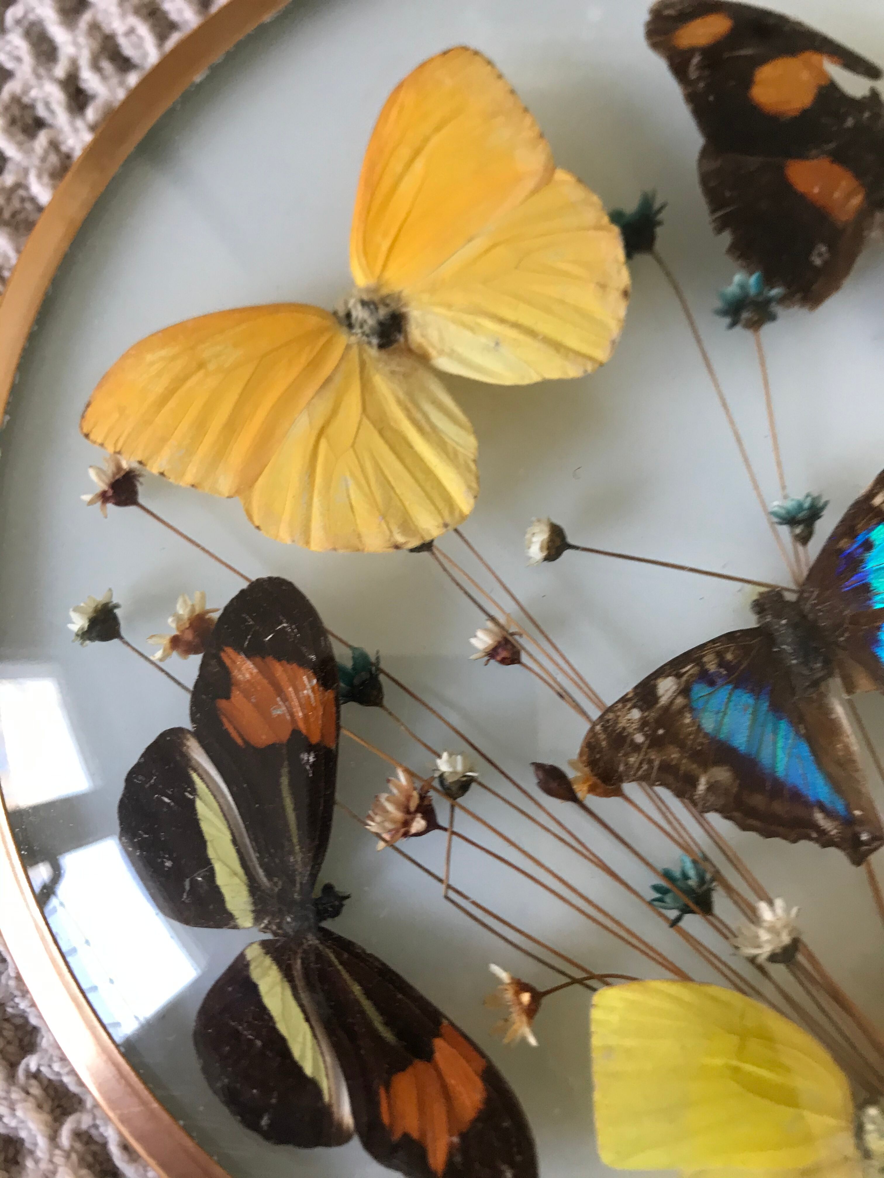 Vintage butterfly frame