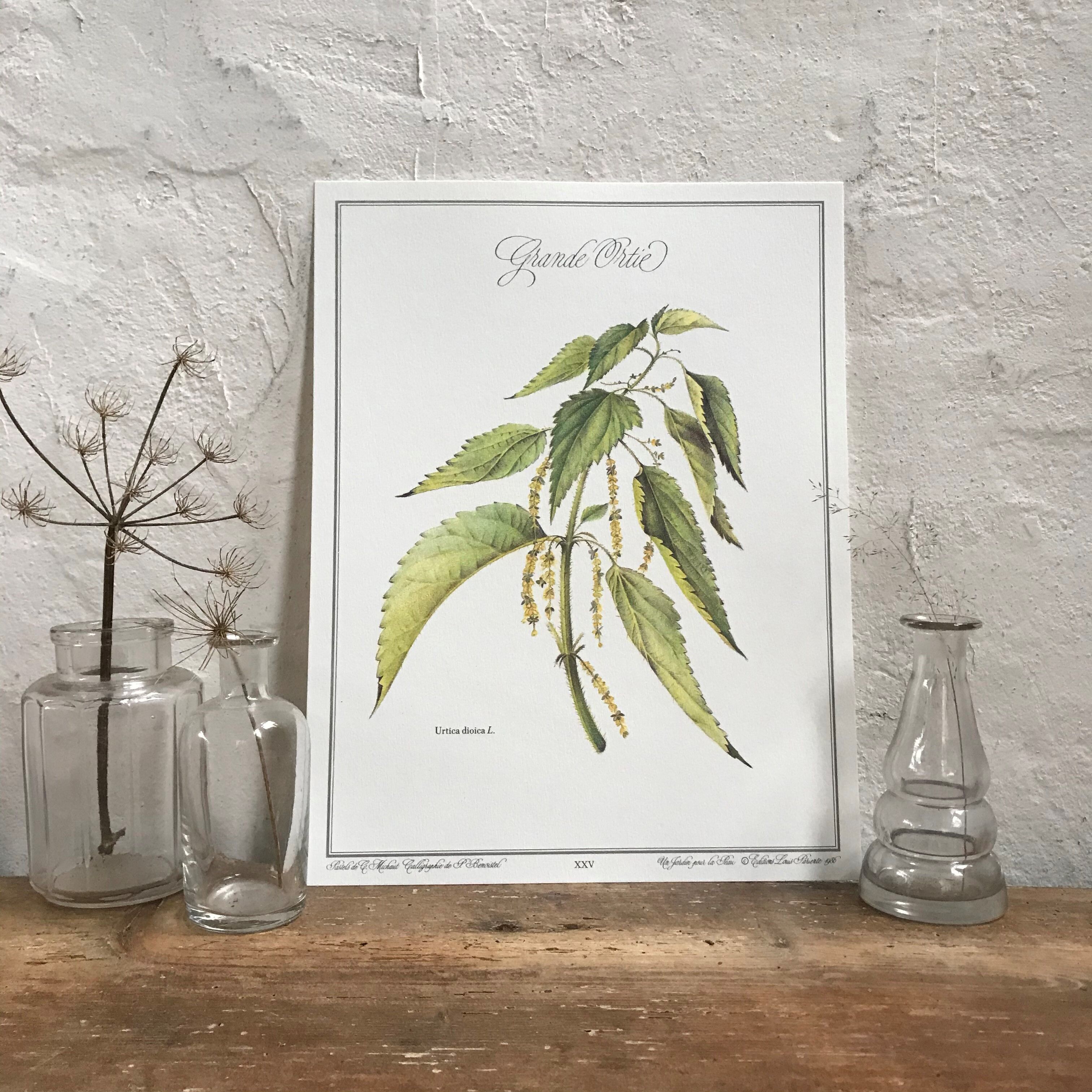 Botanical plank the great nettle