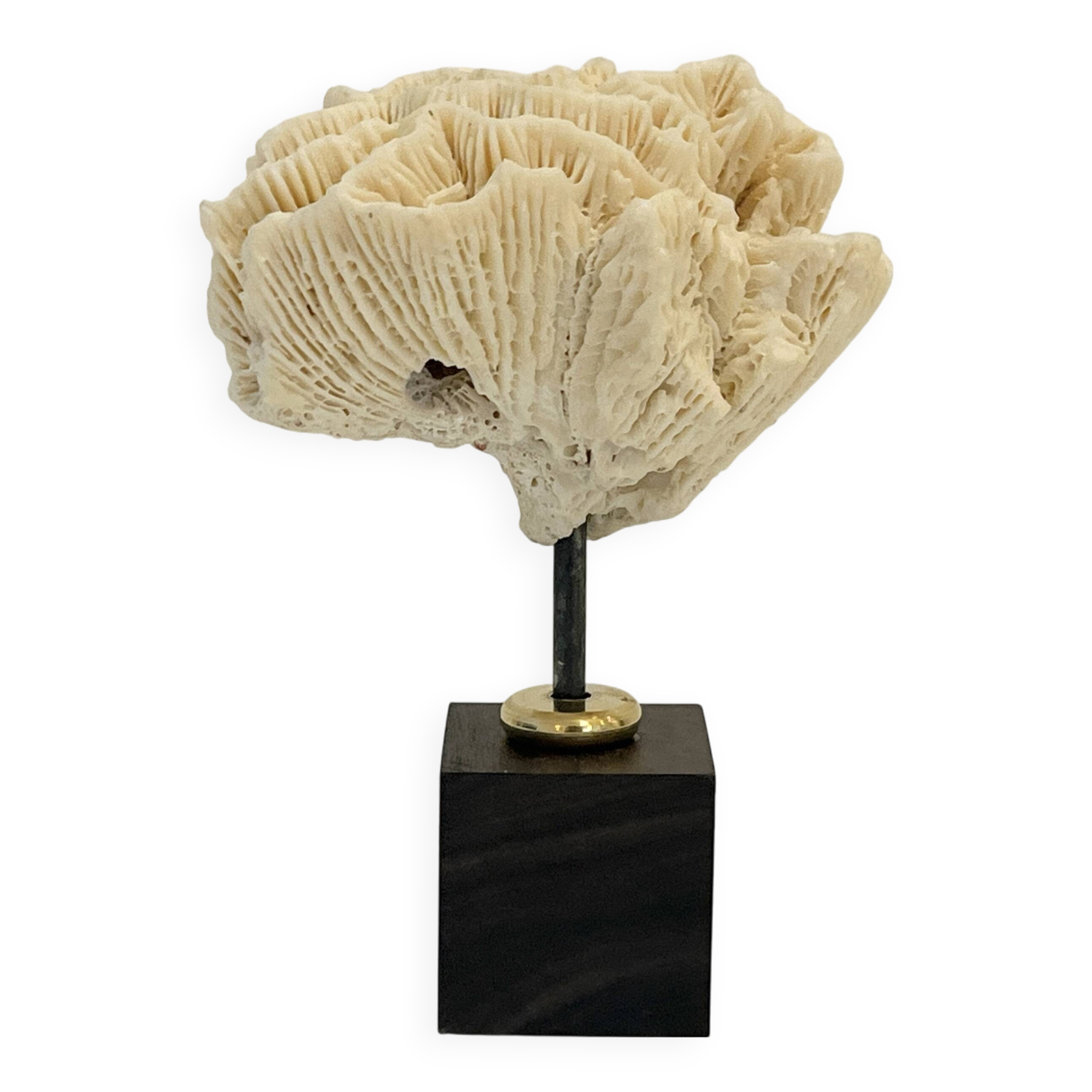 Antique natural white fossil coral on wooden base cabinet of curiosities
