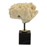 Antique natural white fossil coral on wooden base cabinet of curiosities