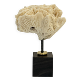 Ancien Corail fossile blanc naturel sur socle bois cabinet de curiosités