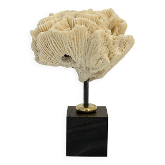 Ancien Corail fossile blanc naturel sur socle bois cabinet de curiosités