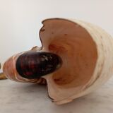 Nautilus shell