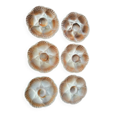 Set of 6 vintage shell plates in Sarreguemines barbotine