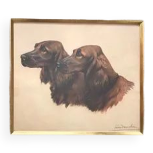 setters irlandais - chiens de chasse