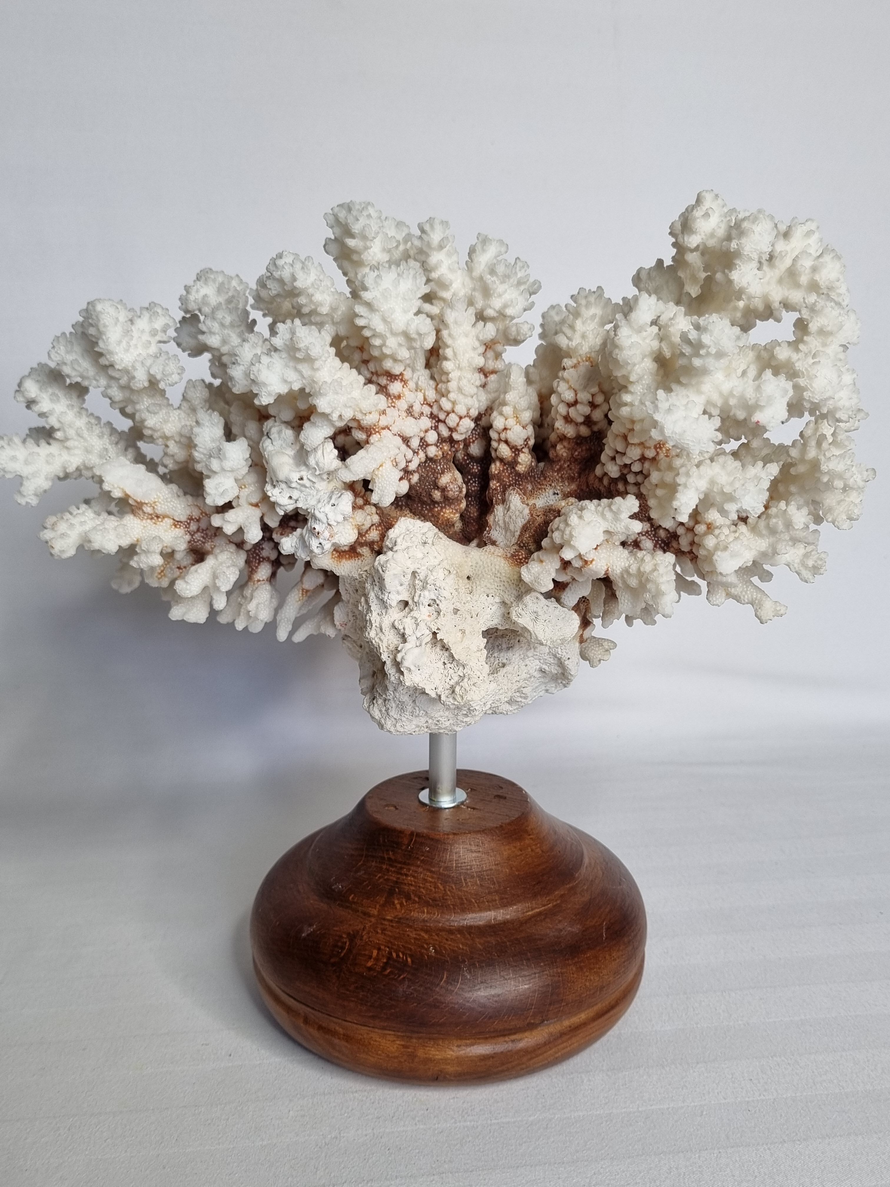 Old white coral in branches on base, 32 cm