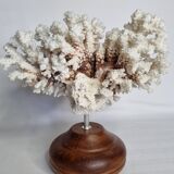 Old white coral in branches on base, 32 cm