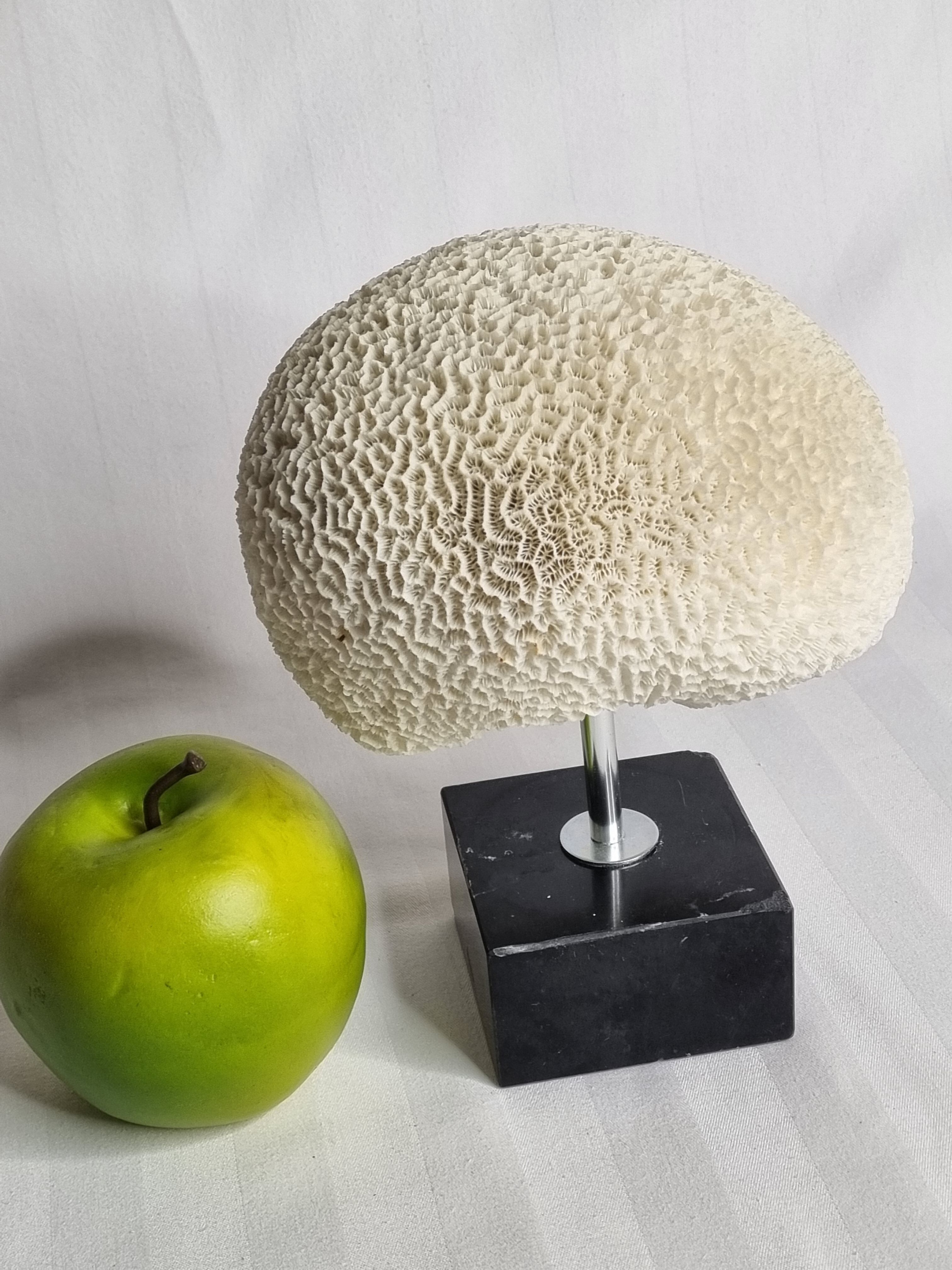 Ancient coral "brain" Diploria labyrinthiformis on base, 19 cm